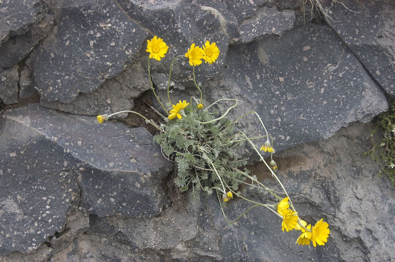 Изображение особи Anthemis marschalliana ssp. pectinata.