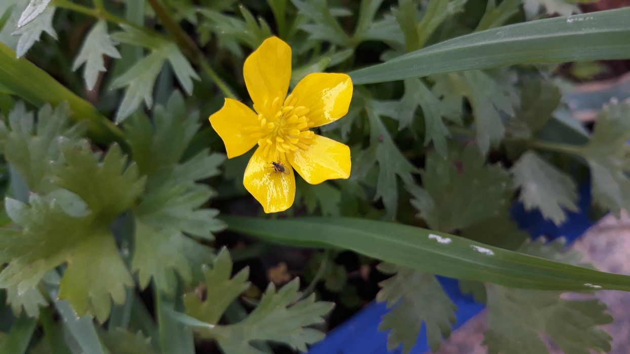 Изображение особи Ranunculus scandicinus.