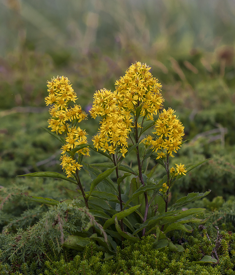 Image of Solidago virgaurea ssp. lapponica specimen.