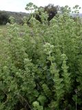 Origanum onites