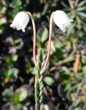 Cassiope tetragona