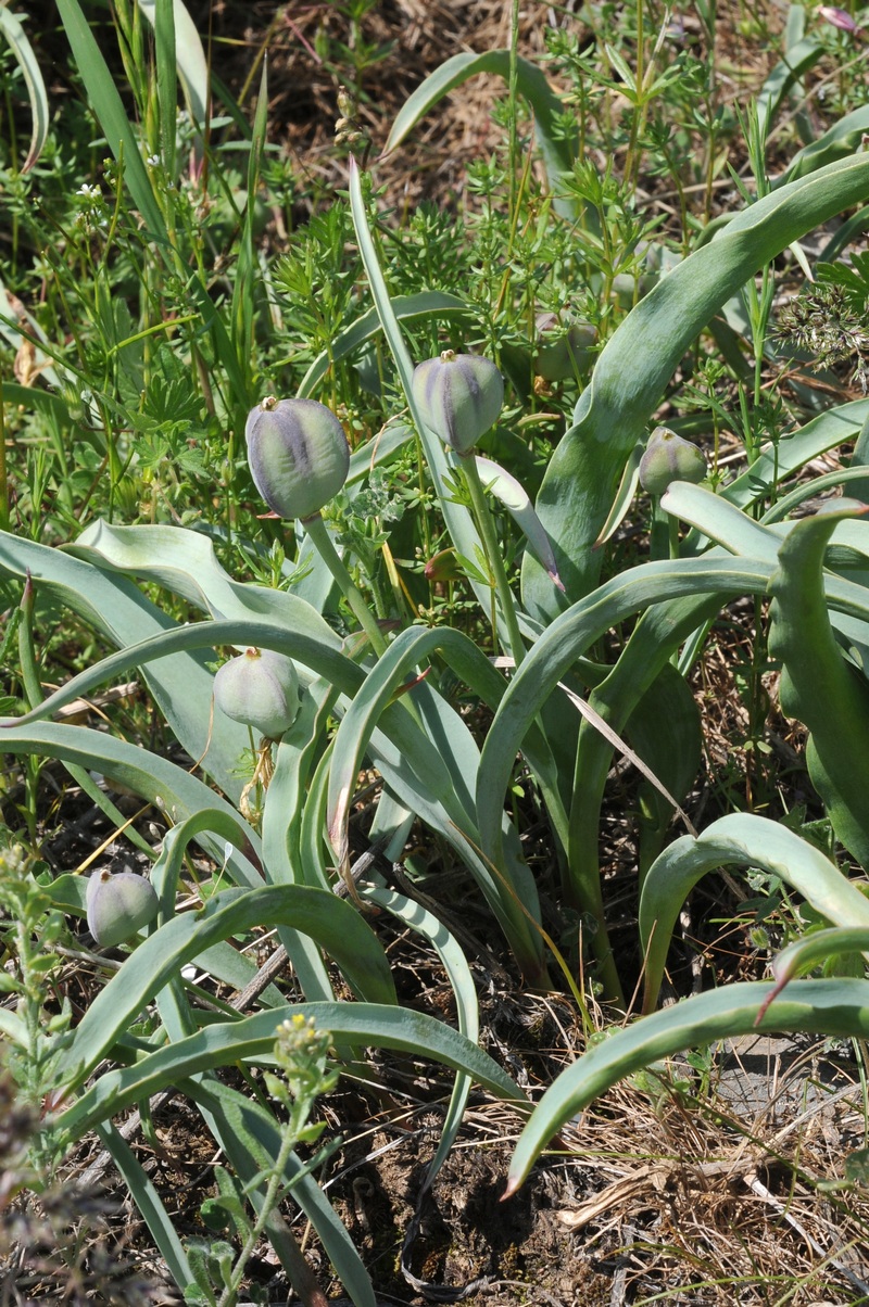 Изображение особи Tulipa lemmersii.