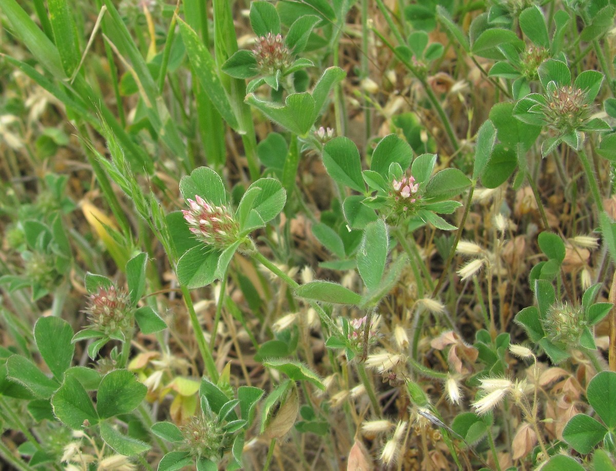 Image of Trifolium striatum specimen.