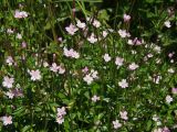 Epilobium hornemannii. Верхушки цветущих и плодоносящих побегов. Магаданская обл., окр. г. Магадан, побережье бухты Нагаева, Морпортовская сопка, на моховой подушке у ручья. 19.07.2017.