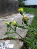 Erigeron khorassanicus