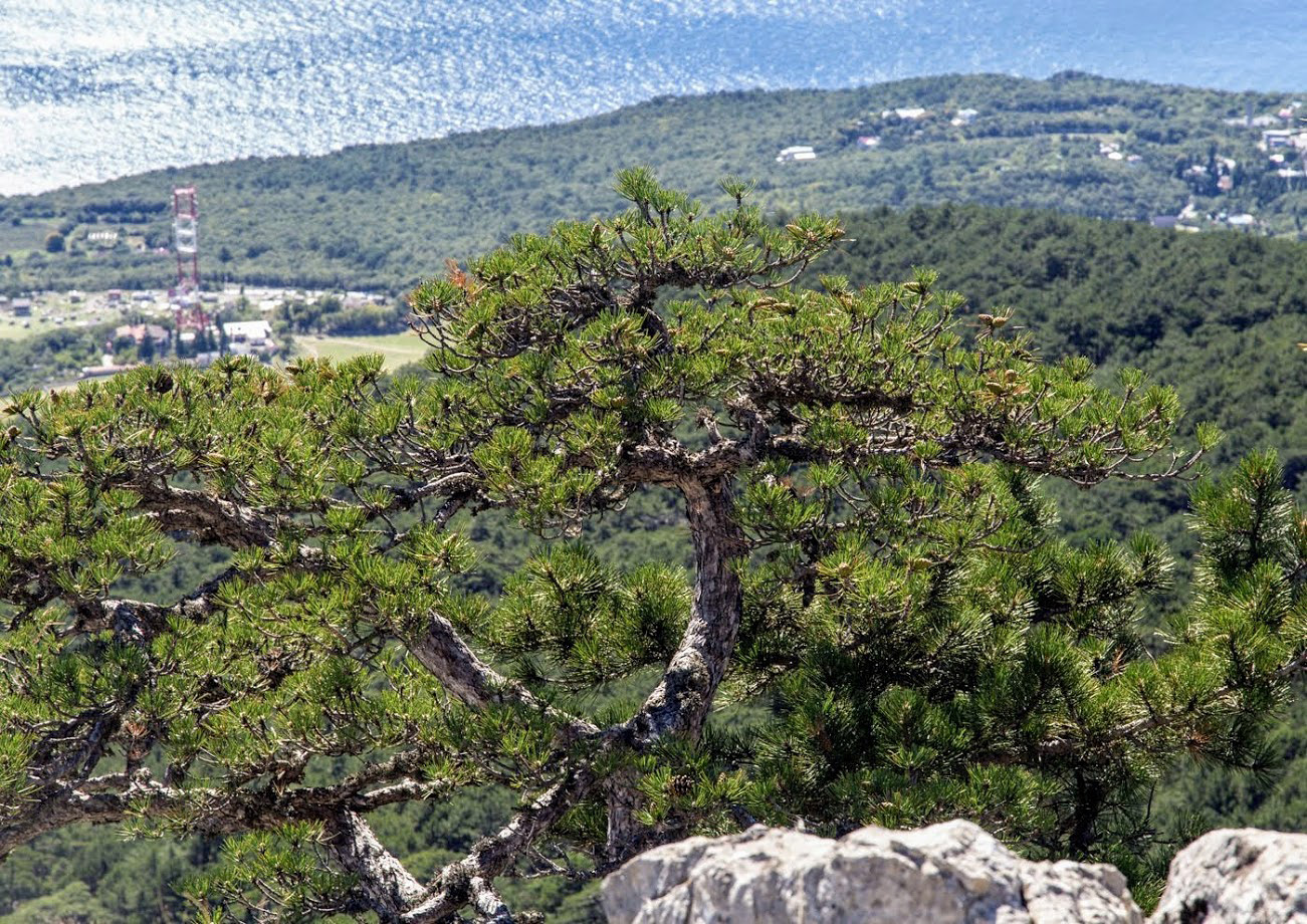 Изображение особи Pinus pallasiana.