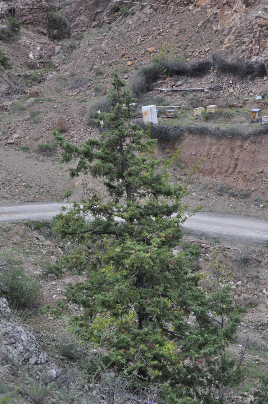 Изображение особи Juniperus deltoides.