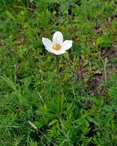 Anemone sylvestris