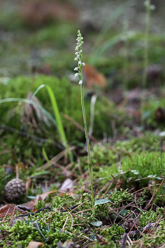 Изображение особи Goodyera repens.