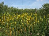 Narthecium ossifragum. Цветущие растения (на заднем плане заросли Myrica gale). Нидерланды, провинция Drenthe, окр. населённого пункта Donderen, окраина частично осушенного верхового болота. 5 июля 2009 г.