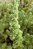 Heliotropium pycnophyllum