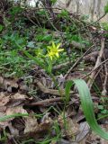 Gagea lutea