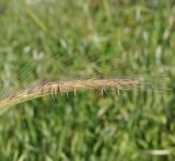 Hordeum bulbosum