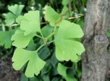 Ginkgo biloba. Верхушка веточки с листьями. Приморский край, Владивостокский ГО, Ботанический сад, широколиственный лес на сопке. 24.08.2019.