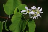 Amelanchier alnifolia