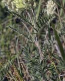 Oxytropis pilosa