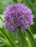 Allium aflatunense