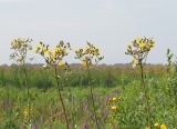 Sonchus palustris