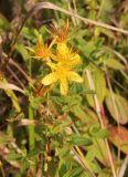 Hypericum perforatum