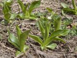 Cirsium simplex