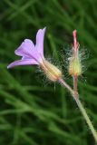 Geranium robertianum