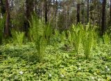 Matteuccia struthiopteris. Вегетирующие растения в сообществе с Ficaria verna, Anemone nemorosa и др. Тверская обл., Кимрский р-н, смешанный лес с преобладанием ели. 25.05.2022.