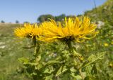 Inula grandiflora. Верхушки побегов с соцветиями. Адыгея, Кавказский биосферный заповедник, Азишский перевал, ≈ 2000 м н.у.м., субальпийский луг. 31.08.2019.