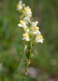 Linaria acutiloba