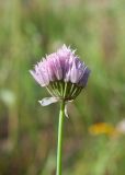 Allium schoenoprasum. Верхушка цветущего растения. Республика Саха (Якутия), Хангаласский улус, левый берег р. Сиинэ (Синяя) выше устья р. Сылбах, каменистый пойменный луг. 28.07.2023.