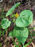 Abutilon theophrasti