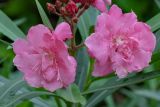 Nerium oleander. Цветки (махровый культивар). Израиль, г. Бат-Ям, в культуре. 27.11.2023.