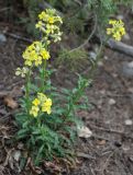 Erysimum cuspidatum. Цветущее растение. Южный Берег Крыма, пос. Новый Свет, гора Караул-Оба. 06.05.2011.