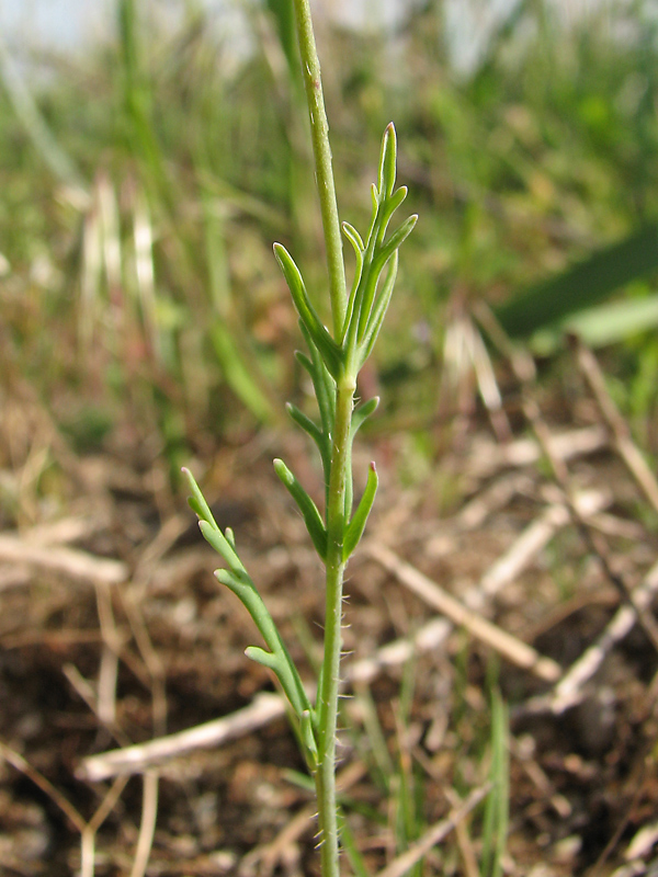 Image of Papaver laevigatum specimen.