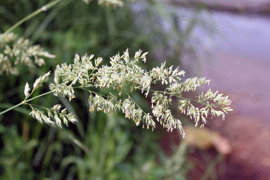 Изображение особи Phalaroides arundinacea.