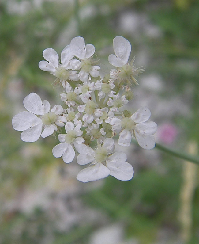 Изображение особи Astrodaucus orientalis.