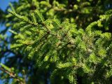 Picea × fennica. Ветвь. Мурманская обл., Кандалакшский р-н, пос. Лувеньга. 29.06.2010.