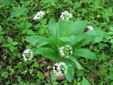 Allium ursinum