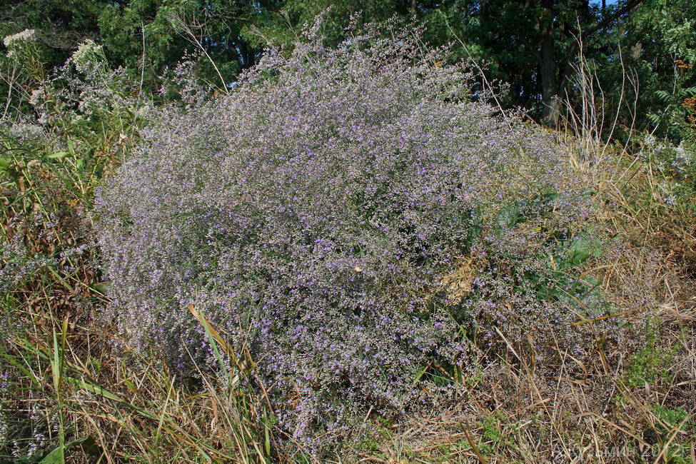 Изображение особи Limonium coriarium.