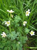 Callianthemum isopyroides