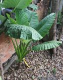 Alocasia macrorrhizos