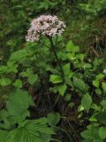 Valeriana tripteris. Верхушка цветущего растения. Украина, Ивано-Франковская обл., Верховинский р-н, окр. села Дземброня, вдоль дороги в еловом лесу. 4 июня 2009 г.