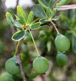 Berberis microphylla. Верхушка побега с невызревшими плодами. Германия, г. Дюссельдорф, Ботанический сад университета. 04.05.2014.