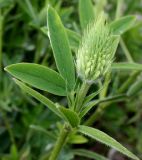 Trifolium ochroleucon