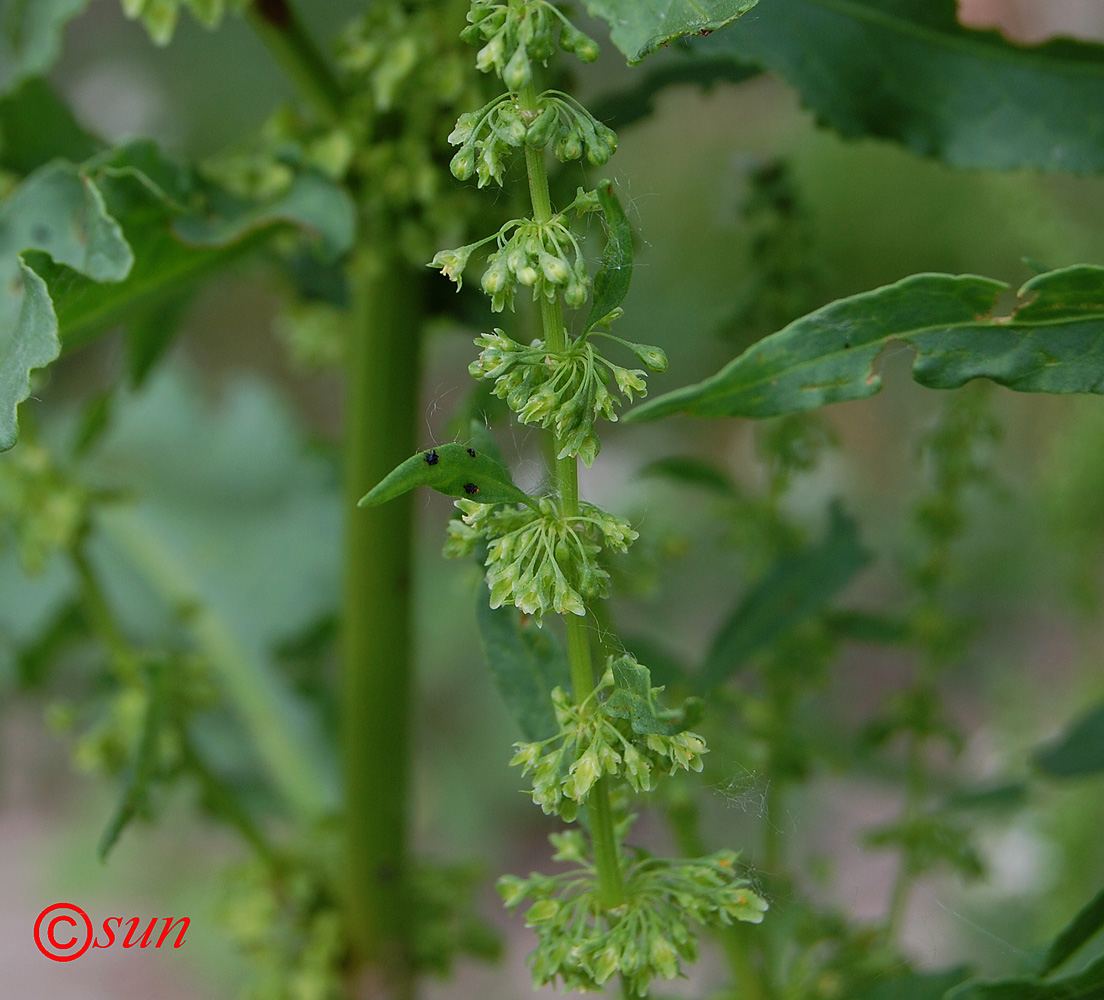 Изображение особи Rumex stenophyllus.