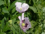 Papaver somniferum