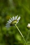 Leucanthemum vulgare