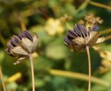 Bupleurum longifolium подвид aureum. Зонтички со зрелыми плодами (вид сбоку) Восточный Казахстан, Глубоковский р-н, окр. с. Тарханка, западный склон сопки. 02.08.2015.