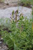 Oxytropis tompudae