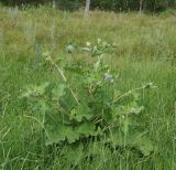 Arctium tomentosum