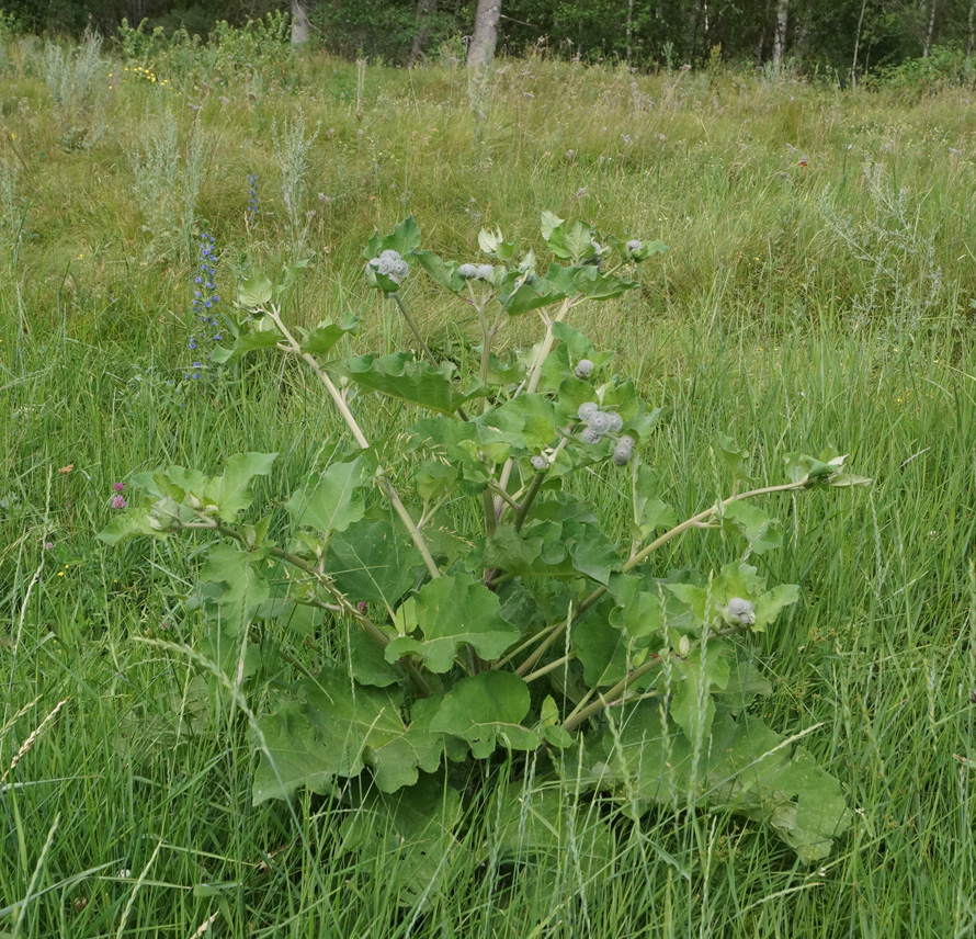 Изображение особи Arctium tomentosum.